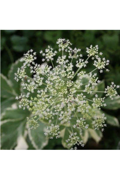 Квіти снить Варієгата